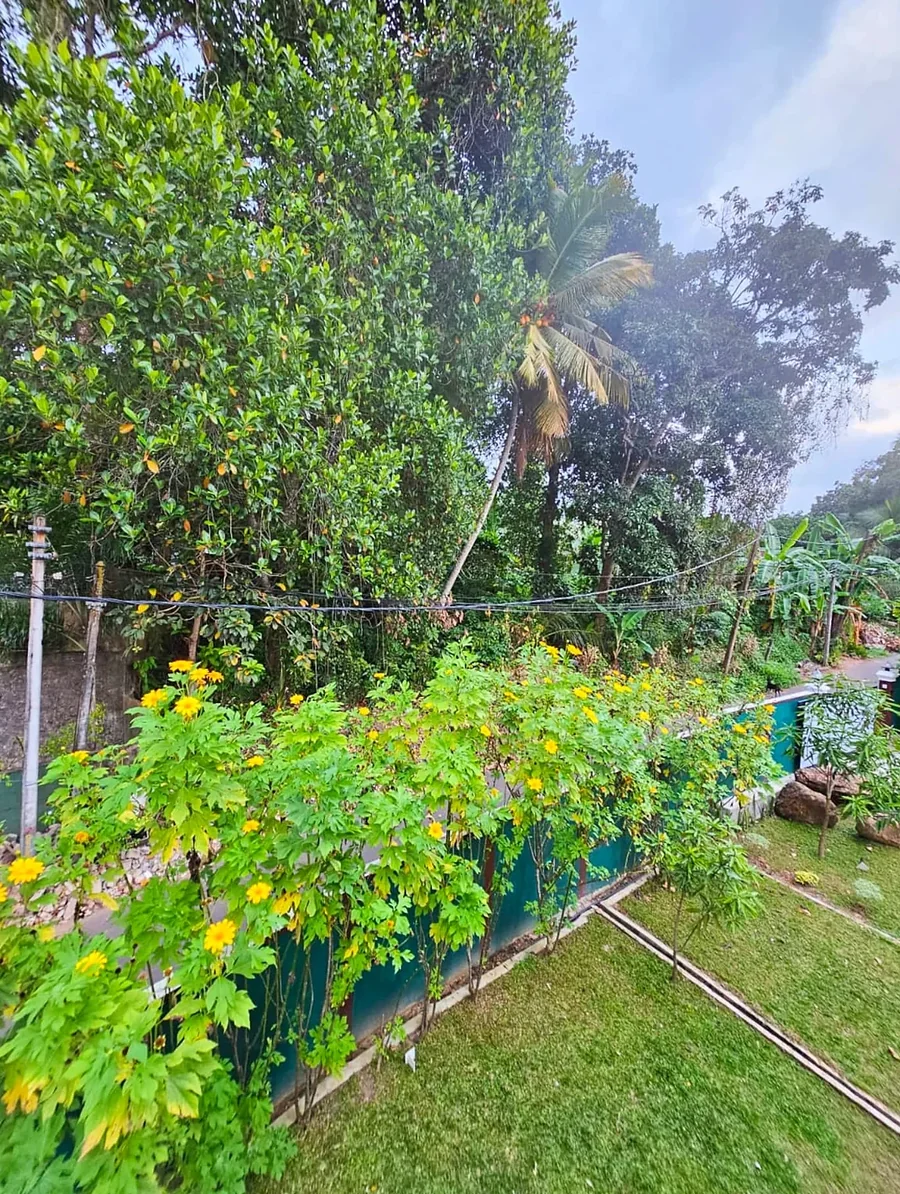 Green lawn, trees and tropical planting around the villa — Syndeo Garden, Hikkaduwa